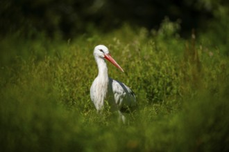 White stork (Ciconia ciconia) on a meadow, Hesse, Germany