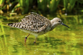 Bird with patterned plumage standing in green water, ruff (Calidris pugnax, Syn.: Philomachus