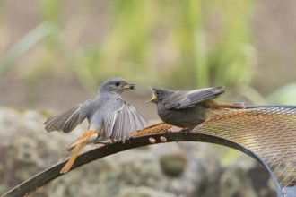 Female black redstart (Phoenicurus ochruros) feeding young on a wire mesh, Hesse, Germany