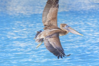 Brown pelican (Pelecanus occidentalis) in flight, Key West, Florida, USA