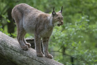 Eurasian lynx (Lynx lynx), wildlife park, Bavaria, Germany