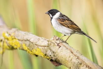 Reed bunting (Emberiza schoeniclus) ml Germany