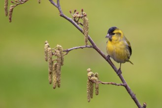 Eurasian Siskin (Spinus spinus) male, Berlin, Germany