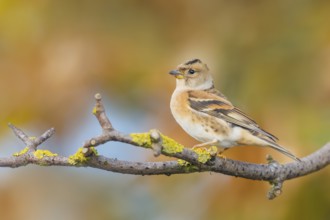Bergfink, Fringilla montifringilla Brambling, Fringilla montifringilla