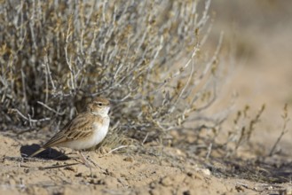 Fawn-colored Lark (Calendulauda africanoides), Northern Cape, Kgalagadi Transfrontier Park, South