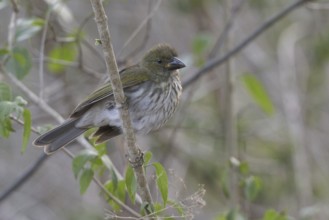 Streaked Saltator (Saltator striatipectus), Peru