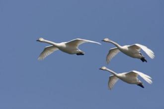 Tundra Swan (Cygnus columbianus bewickii) flying, Lake Biwa, Japan