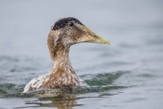 Eiderente, Somateria mollissima Common Eider, Somateria mollissima