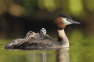 Great Crested Grebe (Podiceps cristatus) with juvenile, North Rhine-Westphalia, Germany