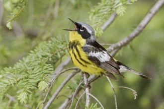 Magnolia Warbler (Setophaga magnolia) singing, Ontario, Canada