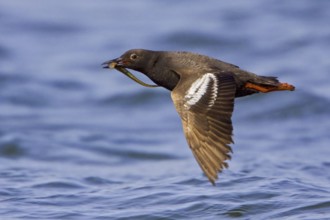 Pigeon Guillemot (Cepphus columba) flying, Washington, USA
