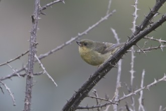 Rusty Flowerpiercer (Diglossa sittoides) female, Ecuador