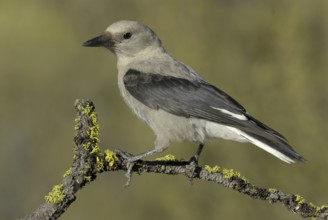 Clark's Nutcracker (Nucifraga columbiana), Oregon, USA