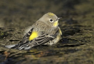Audubon's Warbler (Setophaga auduboni), British Columbia, Canada