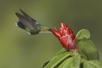 Crowned Woodnymph (Thalurania colombica fannyae), Ecuador