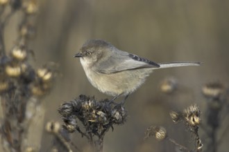 American Bushtit (Psaltriparus minimus), British Columbia, Canada