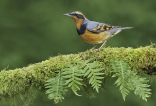 Varied Thrush (Ixoreus naevius), British Columbia, Canada