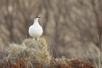 Rock Ptarmigan (Lagopus muta) male, Myvatn, Iceland