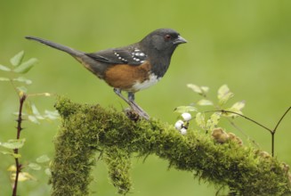 Spotted Towhee (Pipilo maculatus), British Columbia, Canada