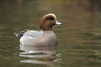 Hybrid: Eurasian Wigeon x American Wigeon (Mareca penelope x Mareca americana) male, British