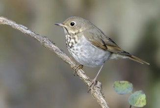Hermit Thrush (Catharus guttatus), British Columbia, Canada