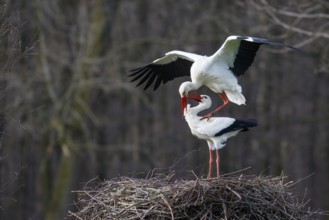 White Stork (Ciconia ciconia) pair mating, North Rhine-Westphalia, Germany