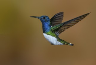 White-necked Jacobin (Florisuga mellivora) - at the Nature Pavilion in La Virgen, Costa Rica