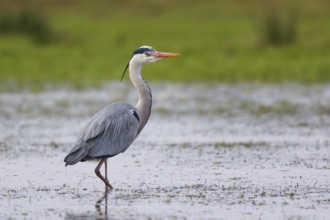 Grey Heron (Ardea cinerea), North Rhine-Westphalia, Germany