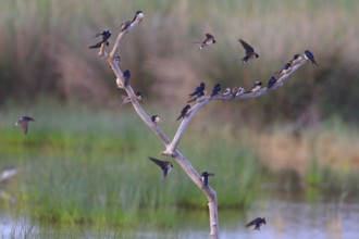 Barn Swallow & Sand Martin (Hirundo rustica & Riparia riparia), Mallorca, Spain