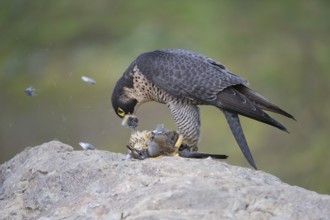 Peregrine Falcon (Falco peregrinus) female, Saxony, Germany