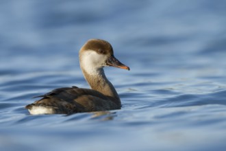 Red-crested Pochard (Netta rufina) female, Zurich, Switzerland