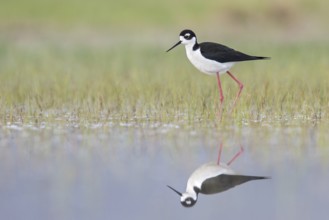 Black-necked Stilt (Himantopus mexicanus) feeding in a marsh in central Washington State, USA