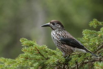 Spotted Nutcracker (Nucifraga caryocatactes), Grisons, Switzerland