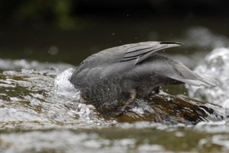 Blue Duck (Hymenolaimus malacorhynchos), New Zealand