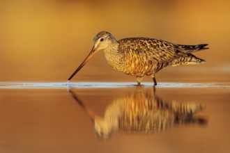 Hudsonian Godwit (Limosa haemastica) in a pond in the tundra near Churchill, Manitoba, Canada