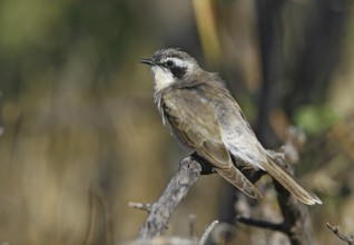 Black-eared Cuckoo (Chrysococcyx osculans), New South Wales, Australia