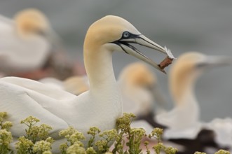 Northern Gannet (Morus bassanus), Schleswig-Holstein, Germany