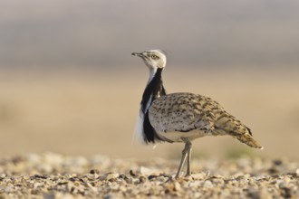 Houbara Bustard (Chlamydotis undulata) male, Nitzana, Negev, Israel