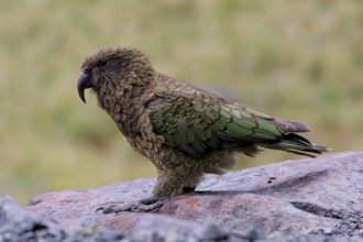 Kea (Nestor notabilis), New Zealand