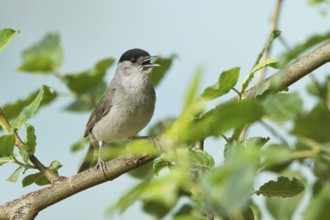 Eurasian Blackcap (Sylvia atricapilla) male singing, St. Gallen, Switzerland