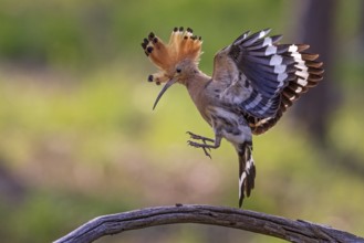 Eurasian Hoopoe (Upupa epops) flying, Saxony, Germany