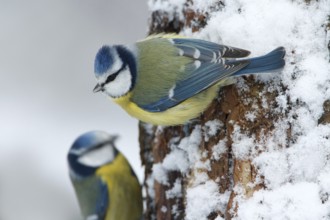 Eurasian Blue Tit (Cyanistes caeruleus), Utrecht, Netherlands