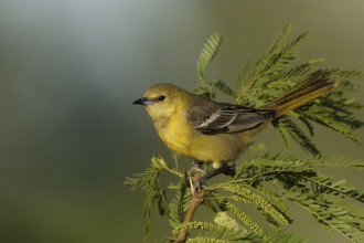 Hooded Oriole (Icterus cucullatus) female, California, USA