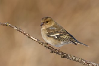Common Chaffinch (Fringilla coelebs) female, Utrecht, Netherlands
