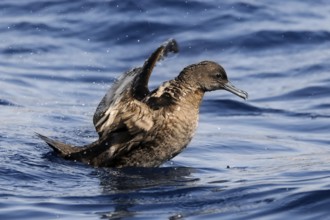 Sooty Shearwater (Ardenna grisea), Eilat, Israel