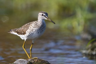 Wood Sandpiper (Tringa glareola) perched on a stone in water, Greece