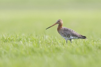 Black-tailed Godwit (Limosa limosa), Netherlands