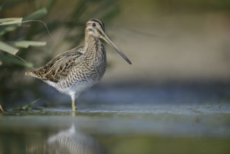 Common Snipe (Gallinago gallinago), Thuringia, Germany