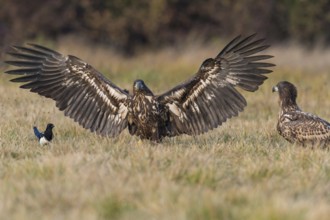White-tailed Eagle (Haliaeetus albicilla), Kutno, Poland