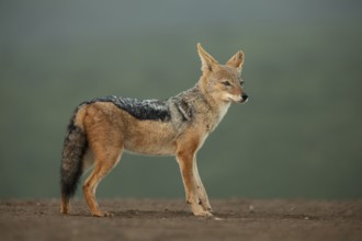 Black-backed Jackal (Canis mesomelas) in savanna, South Africa